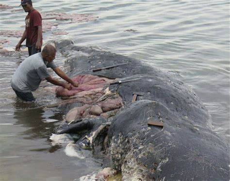 Sperm whale found dead with 13 pounds of plastic in its stomach